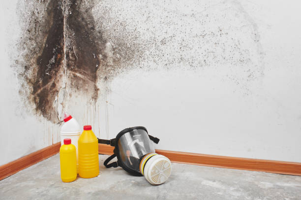 Best Emergency Mold Removal  in Apple Valley, MN