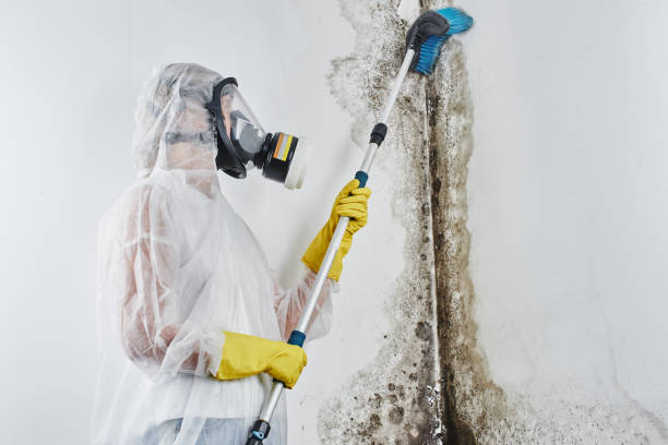 Best Toxic Mold Removal  in Apple Valley, MN