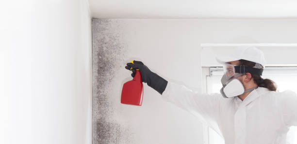 Best Residential Mold Removal  in Apple Valley, MN